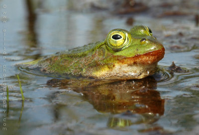 Green Frog