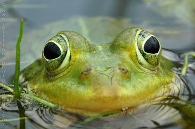 Green Frog