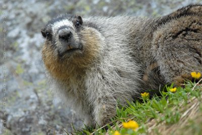 Hoary Marmot at Lake O'Hara