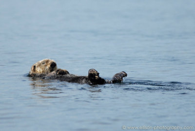 Sea Otter