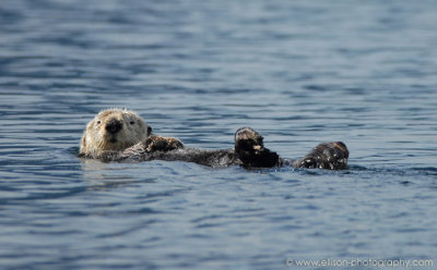 Sea Otter