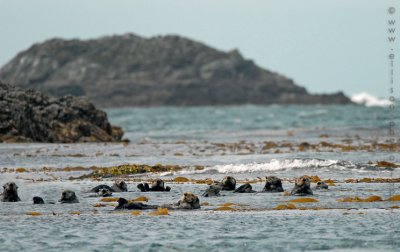 Raft of Sea Otters