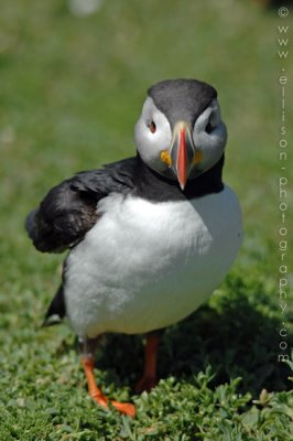 Puffins of Skomer Island