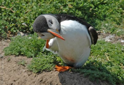 Puffins of Skomer Island