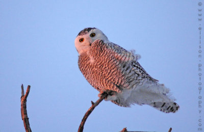 Snowy Owl