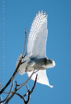 Snowy Owl