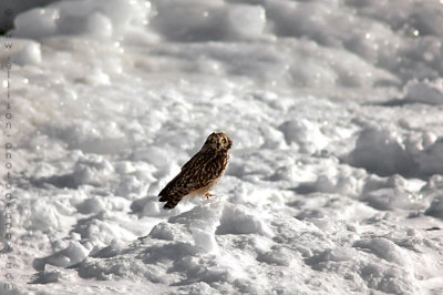 Short-eared Owl