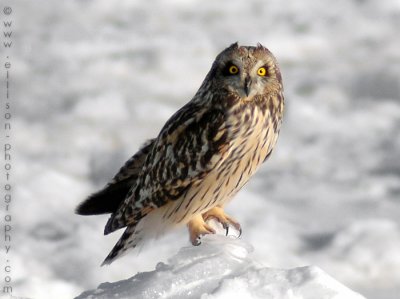 Short-eared Owl