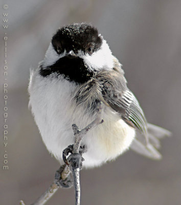 Black-capped Chickadee