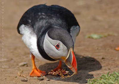 Puffins of Skomer Island