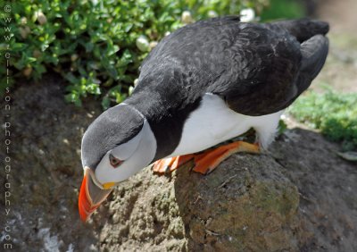 Puffins of Skomer Island