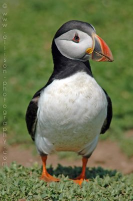 Puffins of Skomer Island