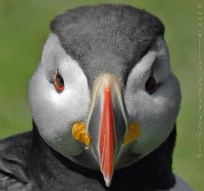 Puffins of Skomer Island