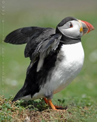 Puffins of Skomer Island