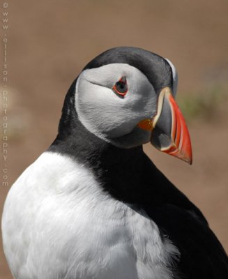 Puffins of Skomer Island