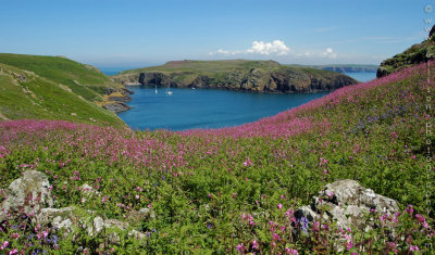 Skomer Island