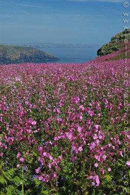 Skomer Island