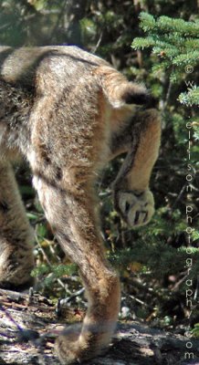 Lynx paw
