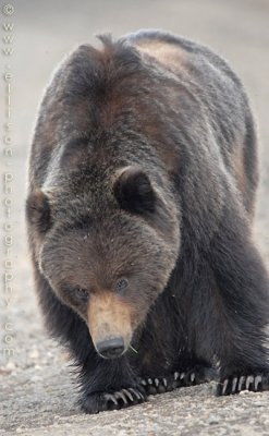 Chilcotin Grizzly Bear