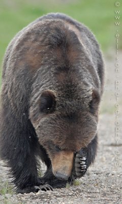 Chilcotin Grizzly Bear