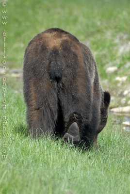 Chilcotin Grizzly Bear