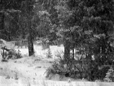 Bow Valley wolf pack