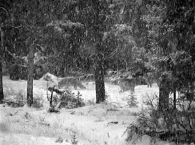 Bow Valley wolf pack