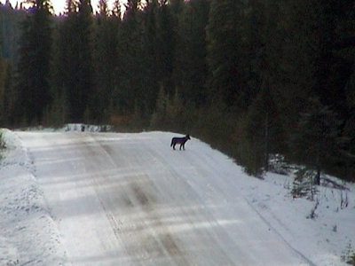 Medicine Lake Wolf Pack