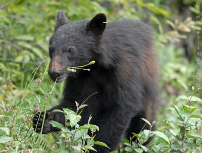 Orphaned black bear cub