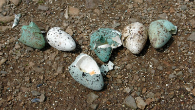 Gannets eggs at Cape St Mary's