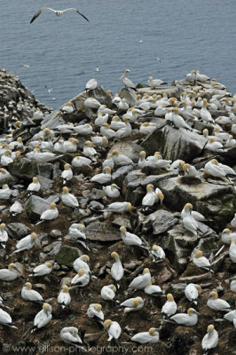 Gannets at Cape St Mary's