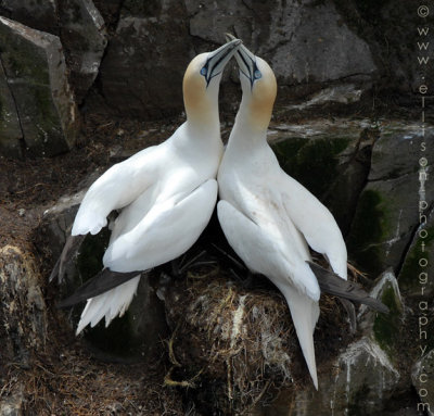 Gannets at Cape St Mary's