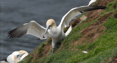 Gannets at Cape St Mary's