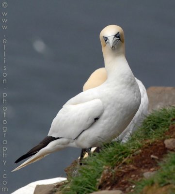 Gannets at Cape St Mary's