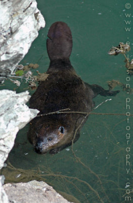 American Beaver