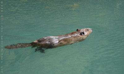 American Beaver