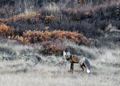 Red Fox (cross phase)