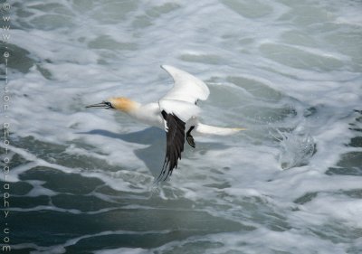 Welsh Gannets