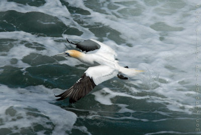 Welsh Gannets