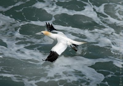 Welsh Gannets