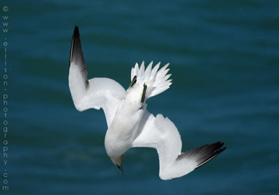 Welsh Gannets