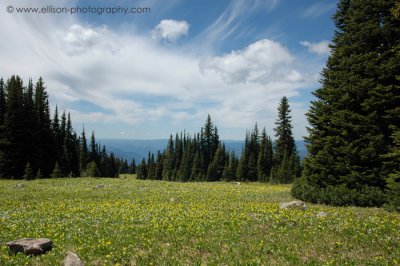 Glacier Lily meadows on Trophy Mountain