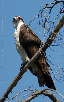 Osprey