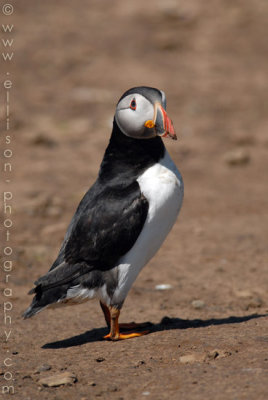 Puffins of Skomer Island