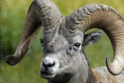 Bighorn, Rocky Mountain & Stone Sheep