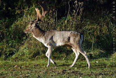 Fallow deer