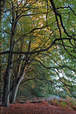 Amsterdamse Waterleiding Duinen