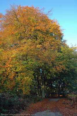 Amsterdamse Waterleiding Duinen