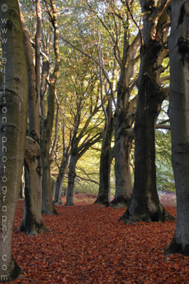 Amsterdamse Waterleiding Duinen