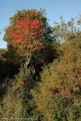 Amsterdamse Waterleiding Duinen